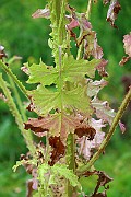 IMG_6860