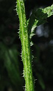 IMG_7374