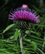 IMG_7376