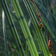 IMG_3791