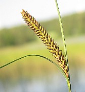 IMG_3793