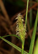 IMG_0021