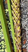 IMG_0600b