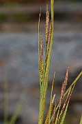 IMG_0609