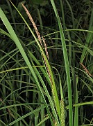 IMG_1774b