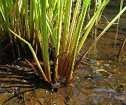 IMG_9240
