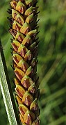 IMG_9939