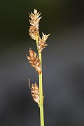 IMG_0515