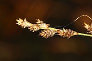 IMG_0517