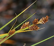 IMG_0519