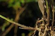 IMG_4088