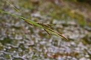IMG_0460