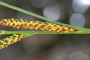 IMG_0463