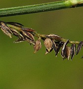 IMG_4526