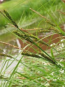 IMG_6459