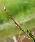 IMG_6460