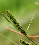 IMG_6461