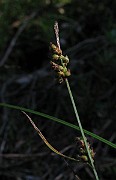 IMG_4131