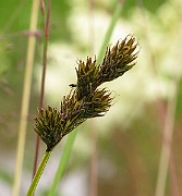 IMG_6471