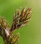 IMG_6474b