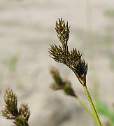 IMG_7223