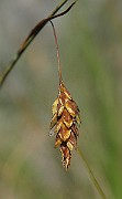 IMG_4554