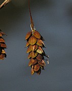 IMG_4559