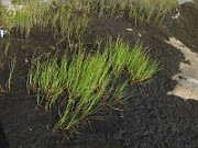 IMG_4609