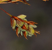 IMG_0606