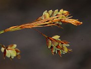 IMG_0607