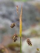 IMG_6645