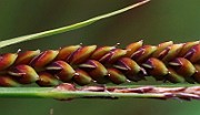 IMG_0718b