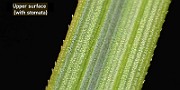 IMG_1408s