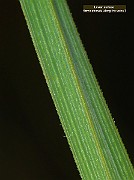 IMG_1409