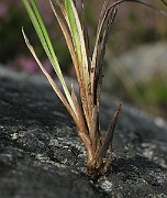 IMG_4588