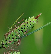 IMG_0719b