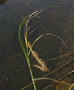 IMG_4611