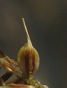 IMG_4634