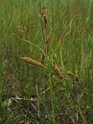 IMG_6775