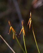 IMG_0067
