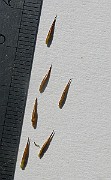 IMG_4519