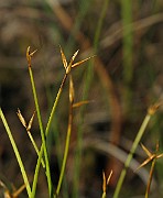 IMG_4562