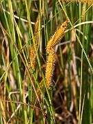 IMG_1078