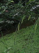 IMG_4118