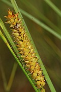 IMG_1457