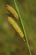IMG_1460