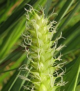 IMG_5116b