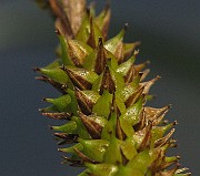 IMG_7162