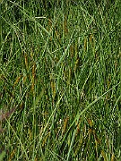 IMG_7668