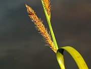 IMG_0576b